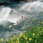 apa-de-baut-din-natura-riscuri